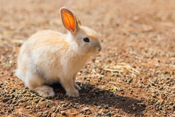  rabbit on the farm and sunshine