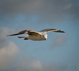 Vuelo gaviota