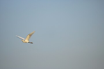 Fototapeta na wymiar The great egret in flight 