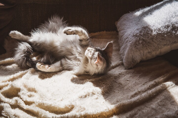 Hauskatze / Wohnungskatze