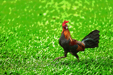 Illustrative closeup of a wild red jungle fowl Gallus gallus seen in Singapore.