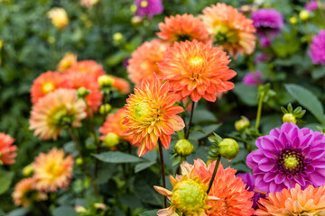 Dahlia yellow and orange flowers in garden