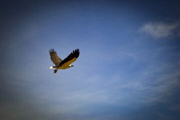 eagle in flight
