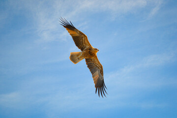 eagle in flight