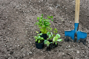 Vegetable and herb sprouts in containers on soil in blue shovel and agricultural field background;...