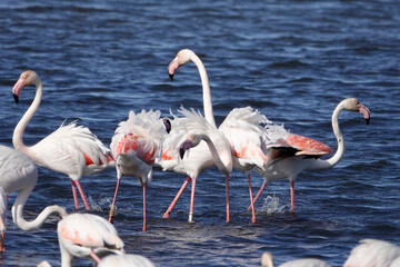 Rosaflamingo (Phoenicopterus roseus)