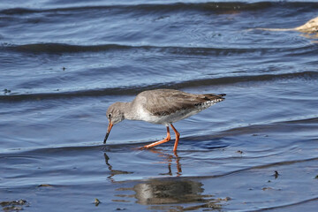 Rotschenkel (Tringa totanus)