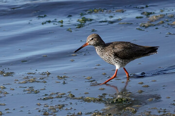 Rotschenkel (Tringa totanus)