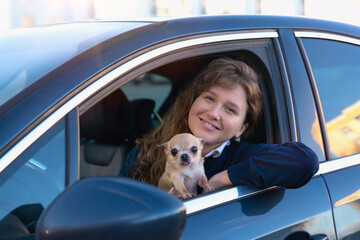 Portrait of happy positive girl, young woman driver is sitting in her car, new automobile, enjoying driving, having fun, laugh. Joyful lady in auto looking at camera with her chihuahua dog cute puppy