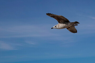 Mittelmeermöwe (Larus michahellis)