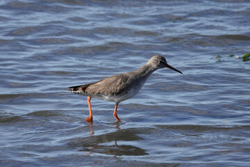Rotschenkel (Tringa totanus)