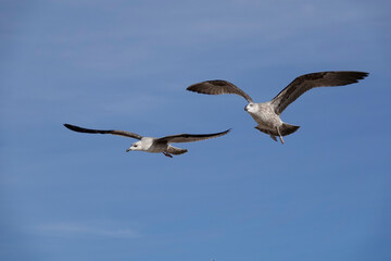 Mittelmeermöwe (Larus michahellis)