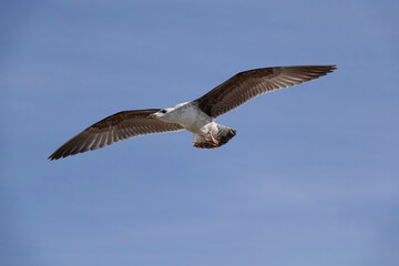 Mittelmeermöwe (Larus michahellis)