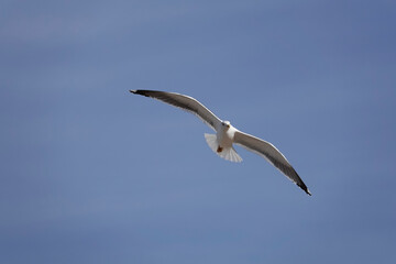 Mittelmeermöwe (Larus michahellis)