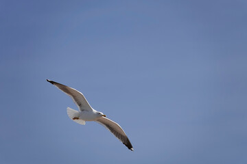 Mittelmeermöwe (Larus michahellis)