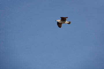 Mittelmeermöwe (Larus michahellis)
