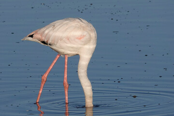 Rosaflamingo (Phoenicopterus roseus)