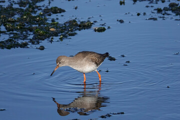 Rotschenkel (Tringa totanus)