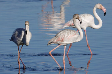 Rosaflamingo (Phoenicopterus roseus)