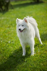 Portrait of a Samoyed dog. Cute dog close up. Dog on a background of green grass. dog in nature       

