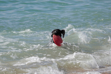Hund spielt im Meer an der Algarve