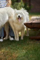 Portrait of a Samoyed dog. Cute dog yawns. The dog wants to sleep. 