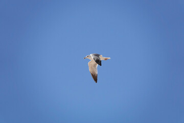 Mittelmeermöwe (Larus michahellis)
