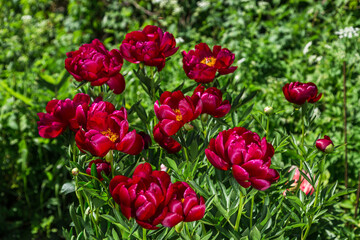 Herbaceous peonies Chervonnyj Oksamit in flowers