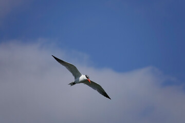 Raubseeschwalbe (Hydroprogne caspia