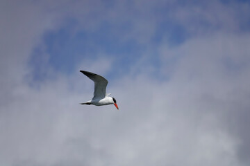 Raubseeschwalbe (Hydroprogne caspia