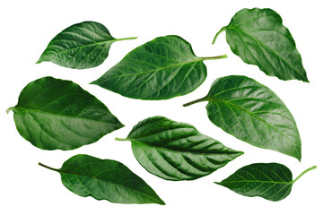 Capsicum annuum (Chile pepper) leaves: Guajillo,Lumbre,NM 6-4, Hatch, Stavros, Sandia isolated png