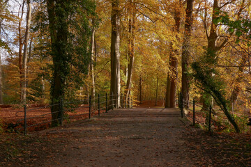 Obraz premium Fallen golden leaves on a forest lane in autumn