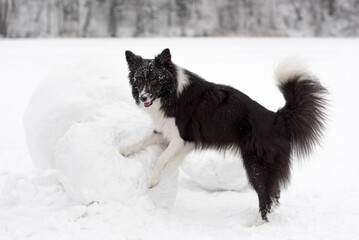 Border Collie Dog Playing on Snow Ball. Winter Background.