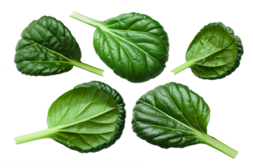 Tatsoi or tat choy, an Asian leaf mustard (Brassica rapa var. rosularis) isolated png