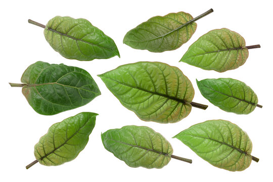 Tamarillo leaves (Solanum betaceum), young isolated png