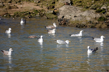Mittelmeermöwen an der Algarve in Portugal