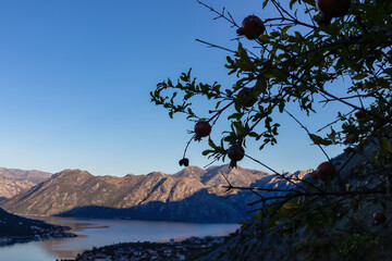 Silhouette of pomegranate tree branch with scenic view of bay of Kotor during sunrise in summer, Adriatic Mediterranean Sea, Montenegro, Balkan Peninsula, Europe. Fjord winding along the coastal towns