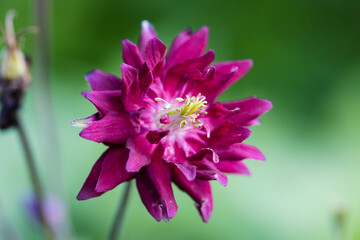 Aquilegia ex 'Bordeau Barlow' is a columbine with double purple flowers