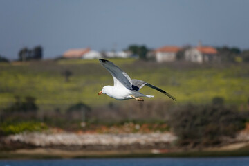 Fototapeta premium Mittelmeermöwen an der Algarve in Portugal