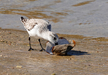 Sanderling (Calidris alba)