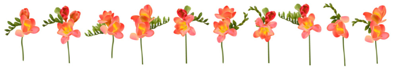 Vector flowers. Freesia. On a white background isolated