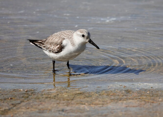 Sanderling (Calidris alba)