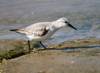 Sanderling (Calidris alba)