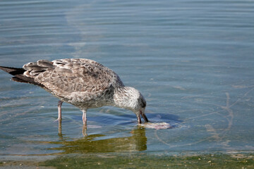 Mittelmeermöwe an der Algarve in Portugal