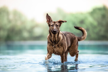 Hund läuft durch Wasser