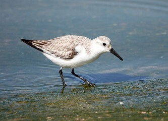 Sanderling (Calidris alba)