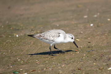 Sanderling (Calidris alba)