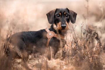 Hund auf Wiese zwischen Sträuchern