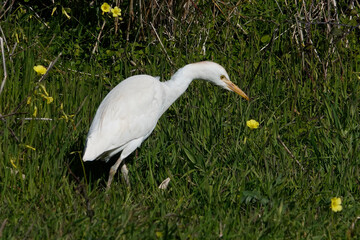 Kuhreiher (Bubulcus ibis)