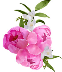 Bouquet of pion flowers on a transparent background. Bright delicate flowers